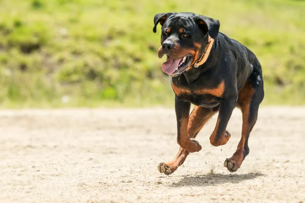 Fora trela rottweiler cão — Fotografia de Stock