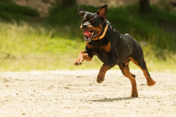 Fora trela rottweiler cão — Fotografia de Stock