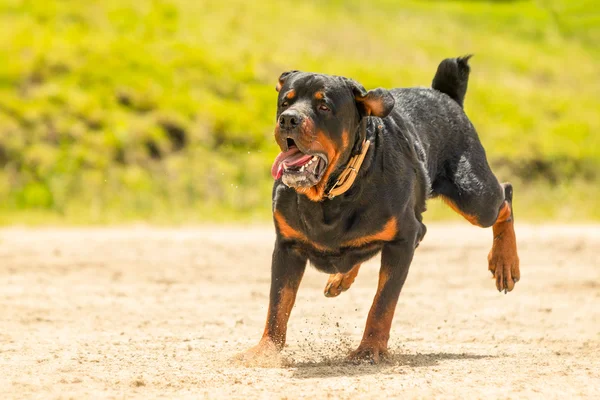 Von der Leine gelassener Rottweiler Hund — Stockfoto