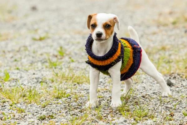 Jack Russell Terrier Extérieur — Photo
