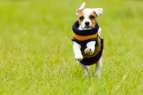 Jack Russell Terrier กลางแจ้ง — ภาพถ่ายสต็อก