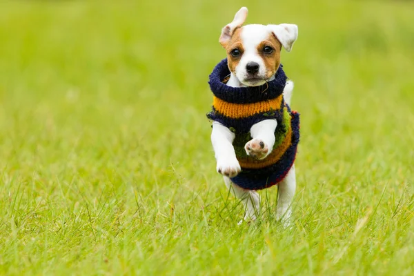 Jack russell terrier al aire libre — Foto de Stock