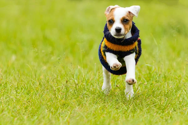 Jack Russell Terrier utomhus — Stockfoto