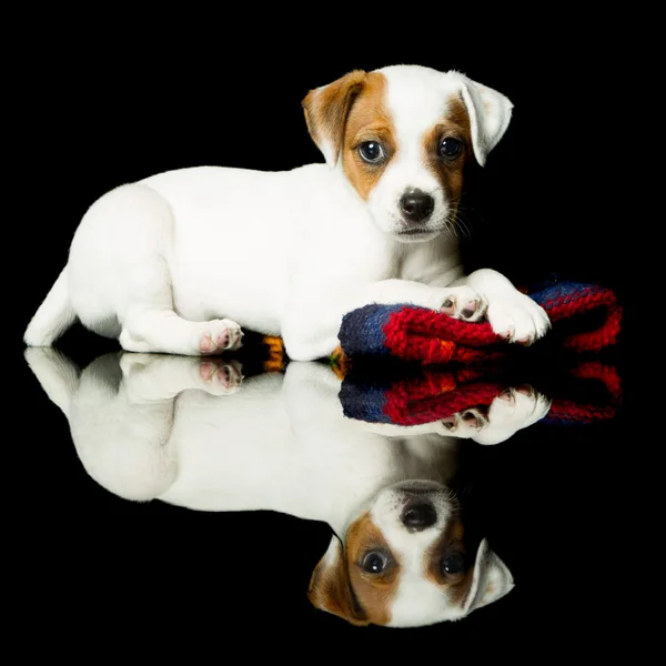 Jack Russell Terrier vagyok. — Stock Fotó