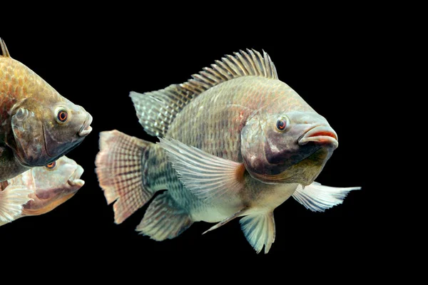 Oreokromis mossambicus tilapia fish — Stok Foto