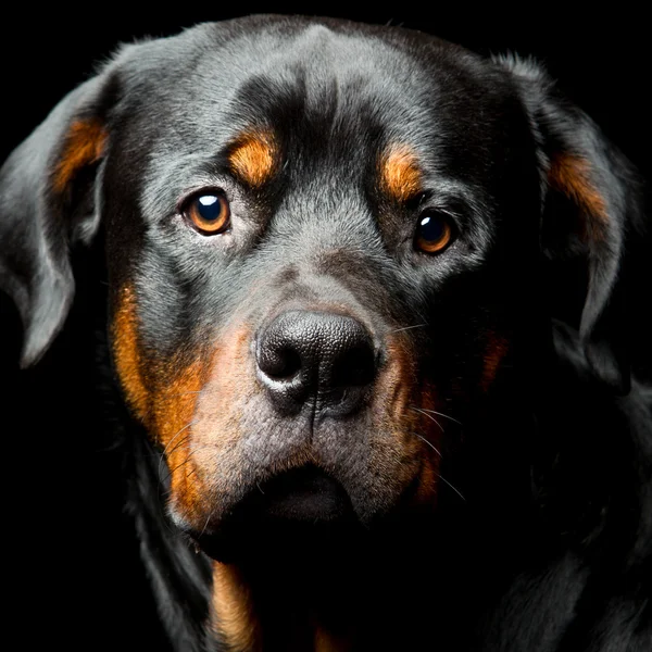 Rottweiler koiran muotokuva — kuvapankkivalokuva