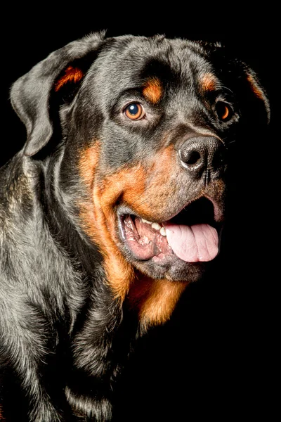 Retrato de perro Rottweiler — Foto de Stock