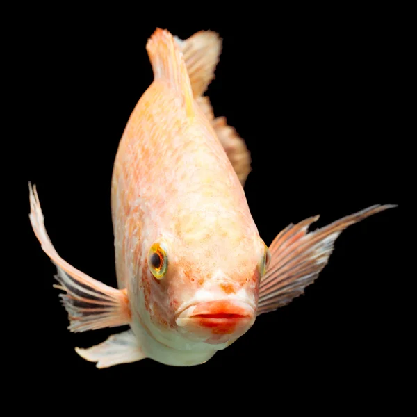 Peces de tilapia roja del Nilo — Foto de Stock