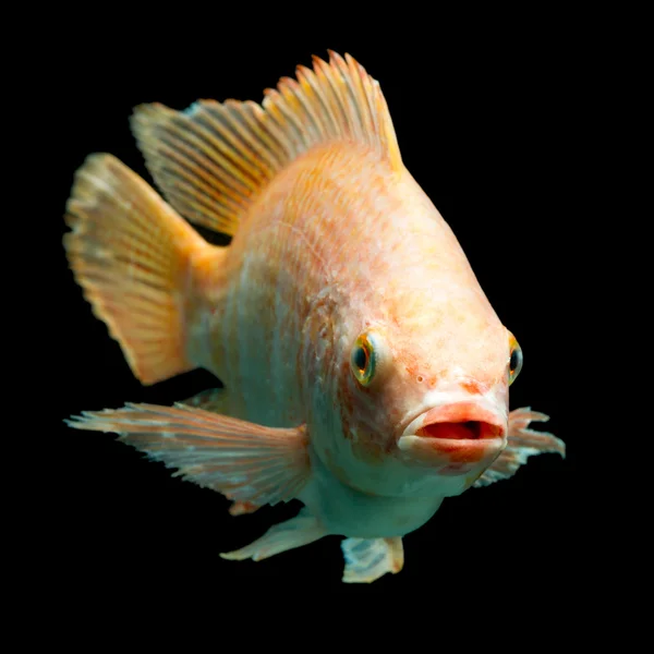 ナイルの赤イズミダイの魚 — ストック写真