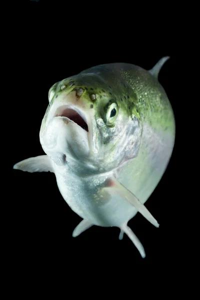 Pescado de trucha en el acuario Studio —  Fotos de Stock