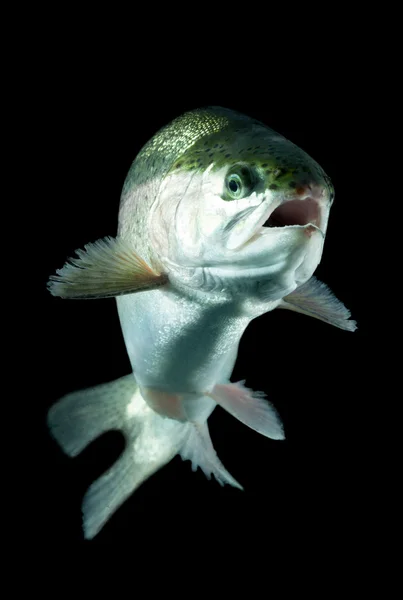 Levende vis afkomstig forel — Stockfoto