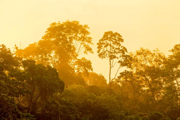 First Light Over The Amazon Jungle — Stok Foto