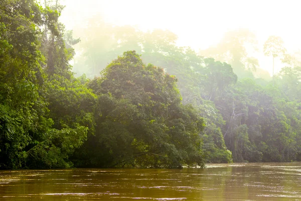 La cálida luz del sol de la mañana en la selva amazónica — Foto de Stock