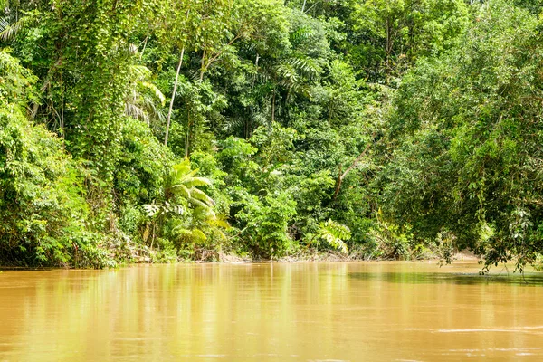 Bosque amazónico denso — Foto de Stock