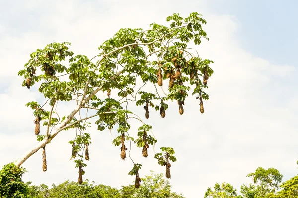 Oropendola Nidos de Aves — Foto de Stock