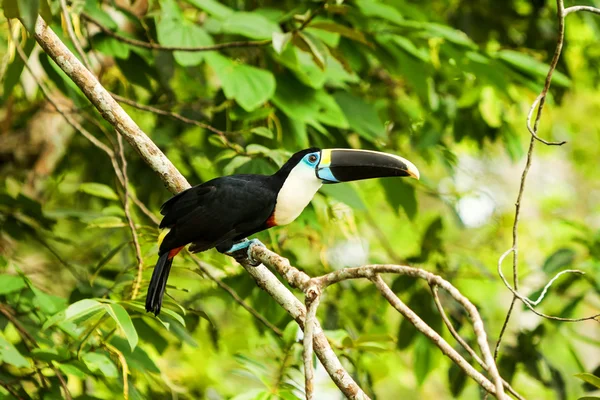 Toucan πουλί στο δάσος σύννεφο — Φωτογραφία Αρχείου