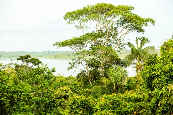 Vegetación de la Selva Limoncocha — Foto de Stock