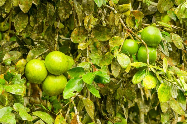 Pomelo plantación de frutas — Foto de Stock