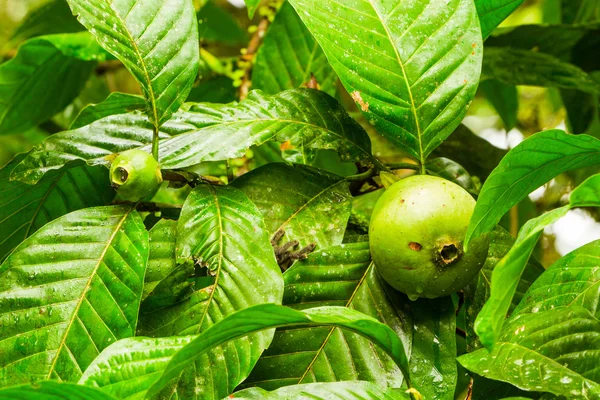 Buah Uvilla yang belum matang — Stok Foto