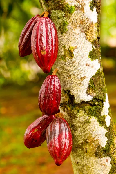 Red Ripped Cocoa Fruit Hanging From The Tree — Stok Foto