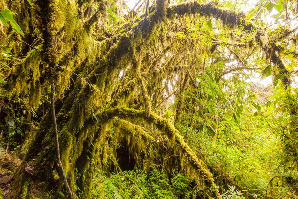 안데스 산맥 열대우림 식물 — 스톡 사진