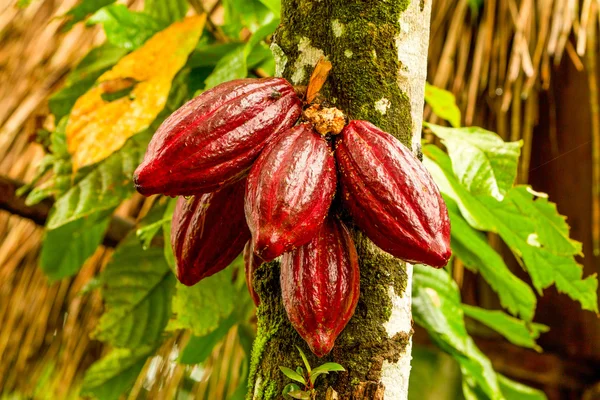 Ripped Cocoa Fruit Hanging From The Tree — Stok Foto