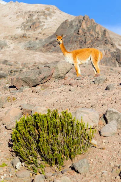 Andes aralıktaki vicuna erkek — Stok fotoğraf