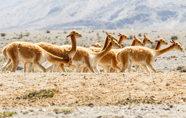 Дикая Викунья Херд
