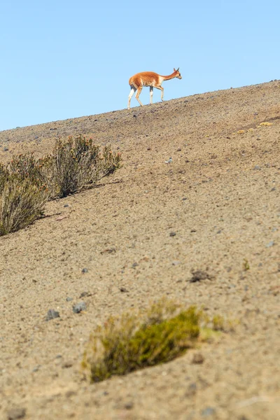 Vicuna selvagem no deserto andino — Fotografia de Stock