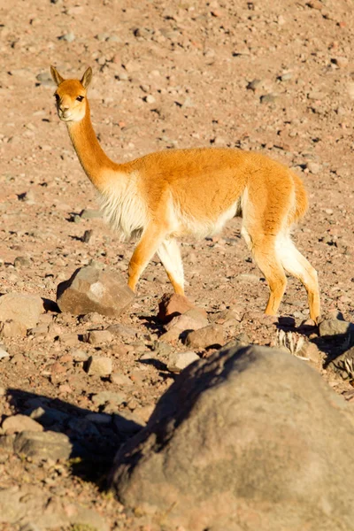 Divoké Flaušový Camelid v Andách rozsahu — Stock fotografie