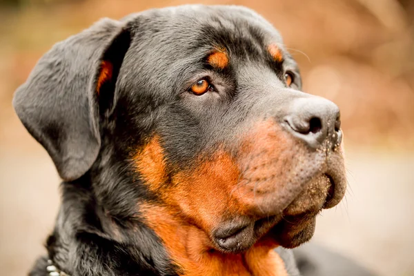 Profil Rottweiler hund porträtt — Stockfoto