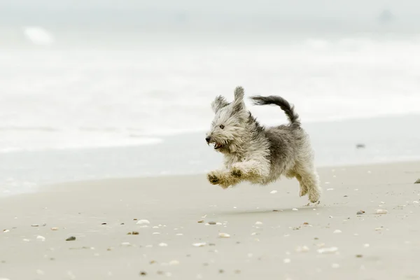 Pazzo Shih Tzu — Foto Stock