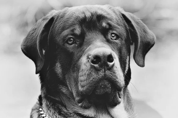 ロットワイラー犬頭モノクロ — ストック写真
