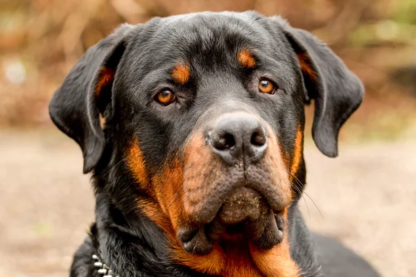 Ritratto frontale del cane Rottweiler — Foto Stock