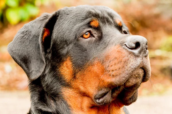 Perfil Rottweiler Dog Portrait — Fotografia de Stock