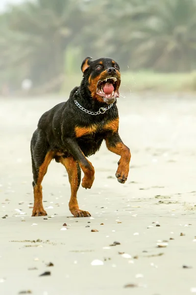 Câine agresiv Rottweiler — Fotografie, imagine de stoc