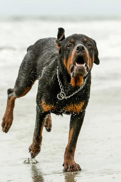 Rottweiler perro en movimiento — Foto de Stock