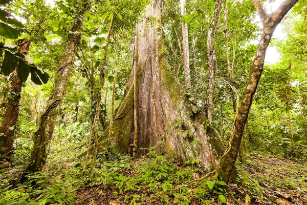 Enorme basis van een boom Kapok — Stockfoto