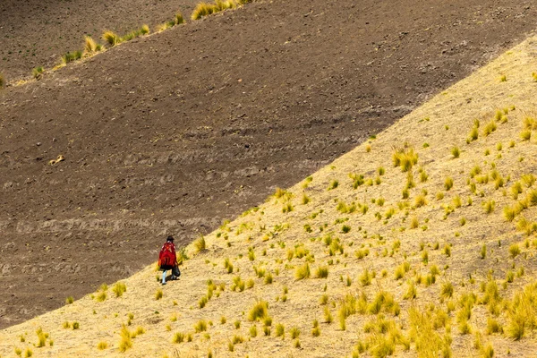 Peasant In Andes — Stock Photo, Image