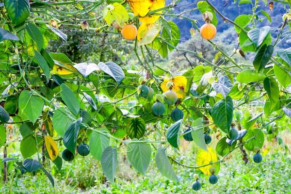 Buah Granadilla Perkebunan — Stok Foto