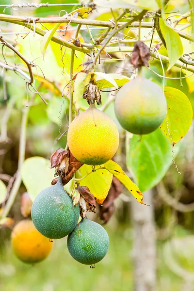 Granadilla 또는 열매 — 스톡 사진