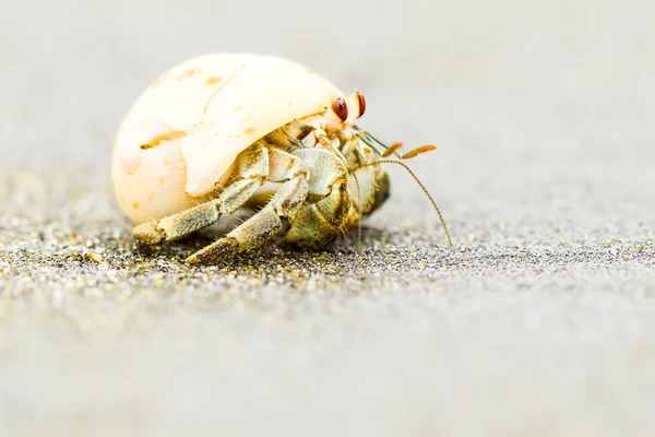 Hermit Crab Close Up — Stock Photo, Image