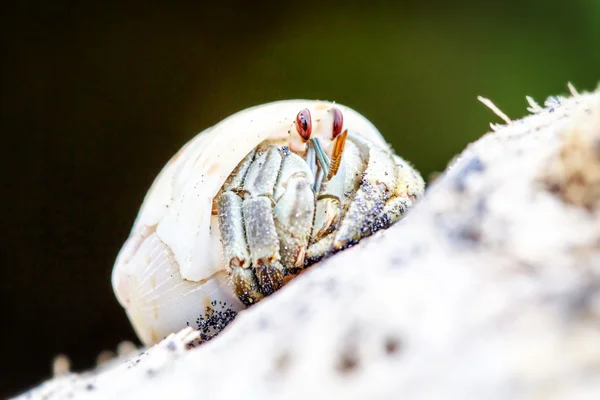 Hermit Crab Close Up — Stock Photo, Image