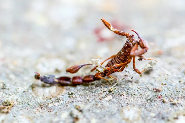 Scorpion Insect Caught In A A Spider Net — Stock Photo, Image