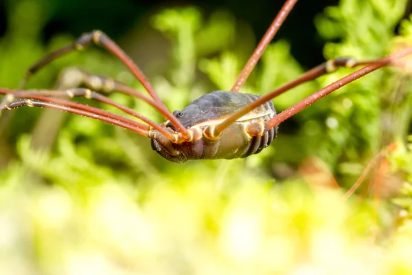 Harvestmen Spider Insect Close Up — Stock Photo, Image