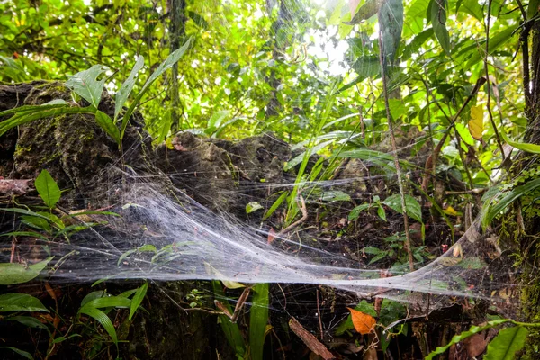 Gran araña web —  Fotos de Stock