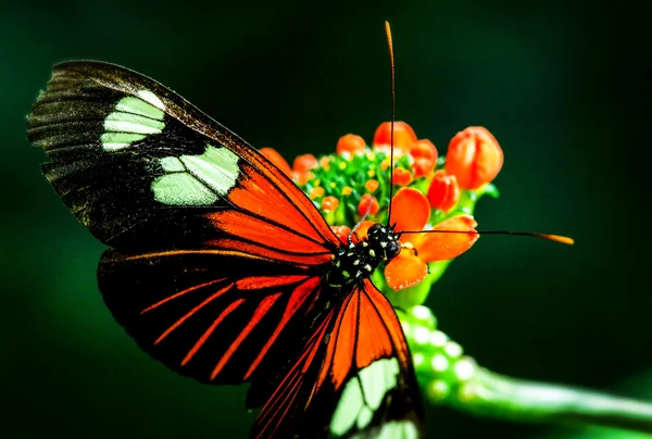 Alimentação de insetos borboleta — Fotografia de Stock