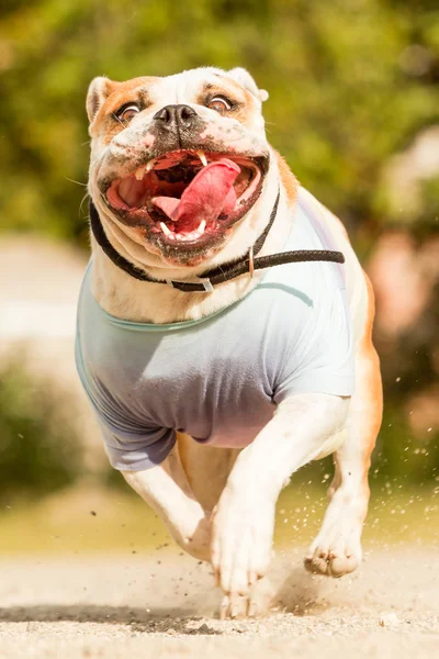 İngilizce Bulldog yüz — Stok fotoğraf