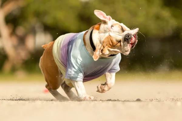 Engels Bulldog Shake — Stockfoto