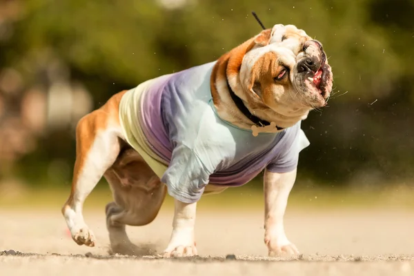 English Bulldog Funny Face — Stock Photo, Image